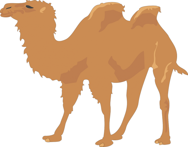 Верблюд раскраска