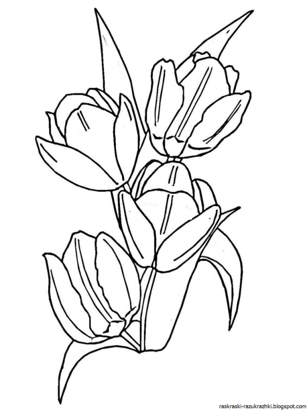 Букет тюльпанов раскраска