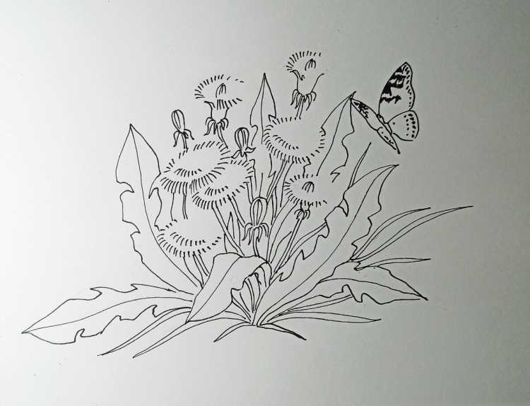 Контур одуванчика для раскрашивания