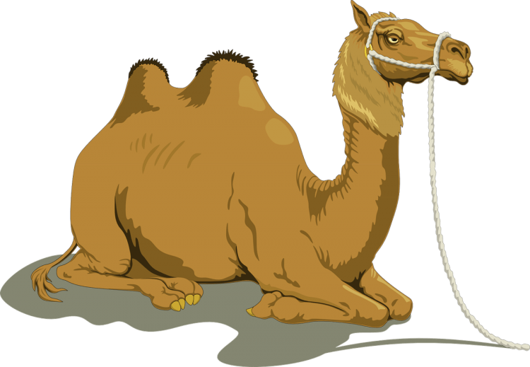 Верблюд раскраска