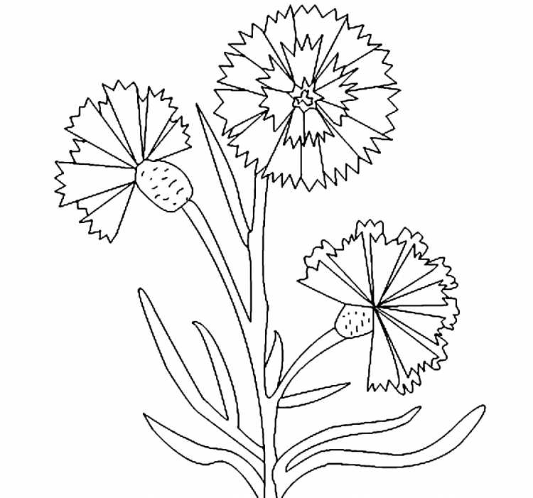 Черно белый одуванчик на белом фоне для детей