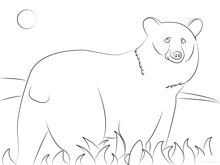 Черный медведь раскраска