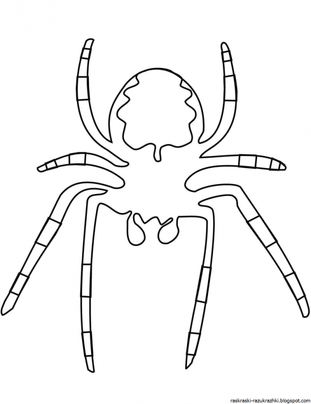 Раскраска папг