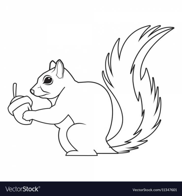 Рисунок белки