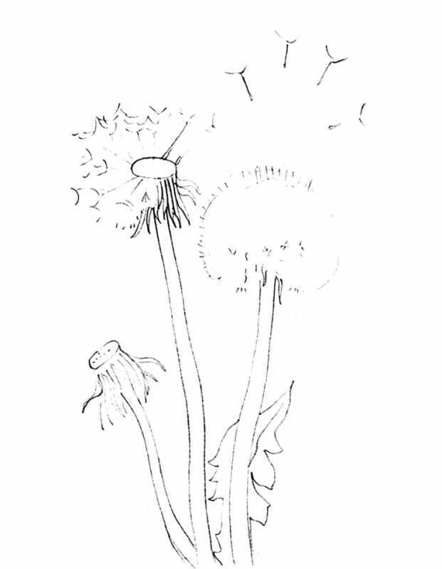 Одуванчик раскраска для детей