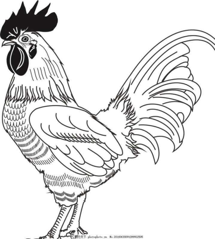 Петух карандашом