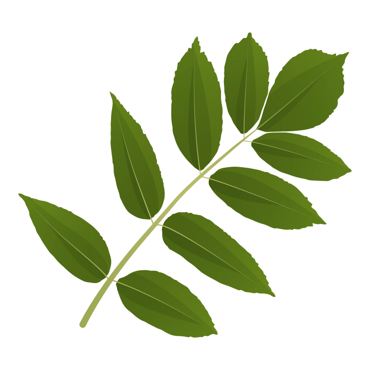 Листья без фона