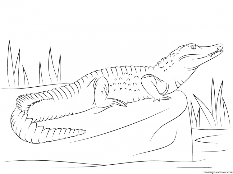 Крокодил рисунок карандашом