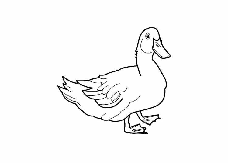 Дикая утка раскраска