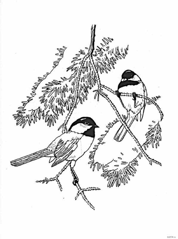 Синица раскраска
