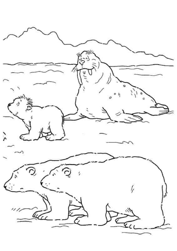 Рисование животные Арктики