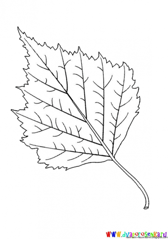 Берёза листья