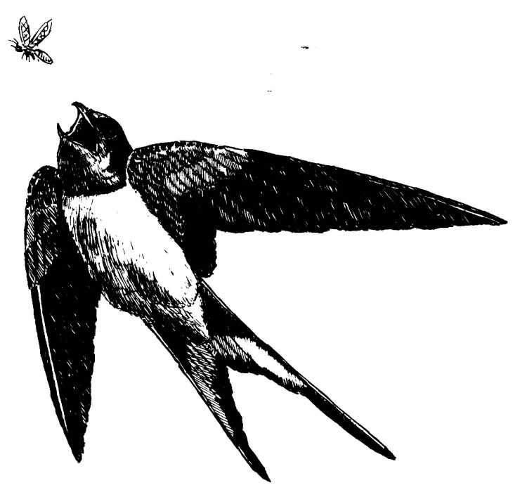 Дюймовочка на Ласточке раскраска