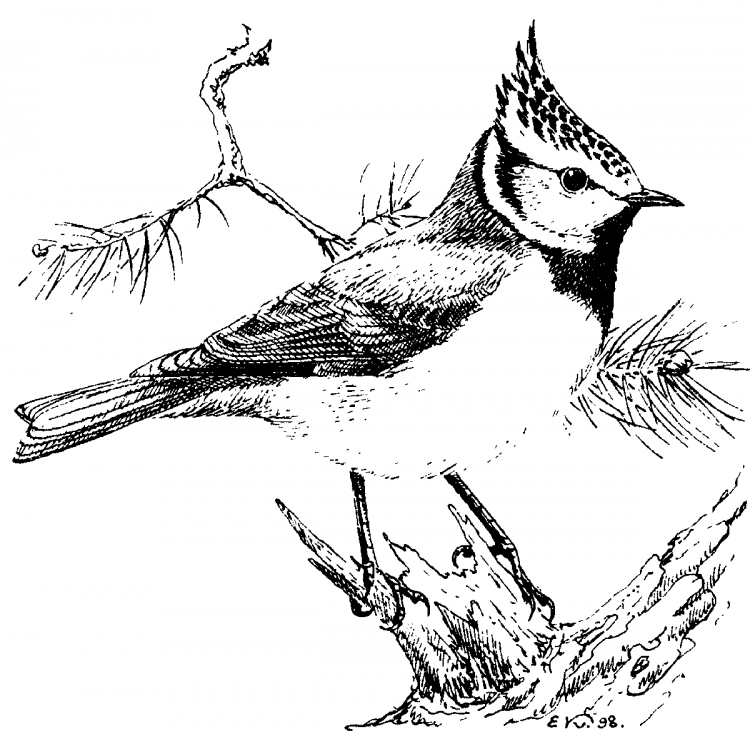 Свиристель и хохлатая синица