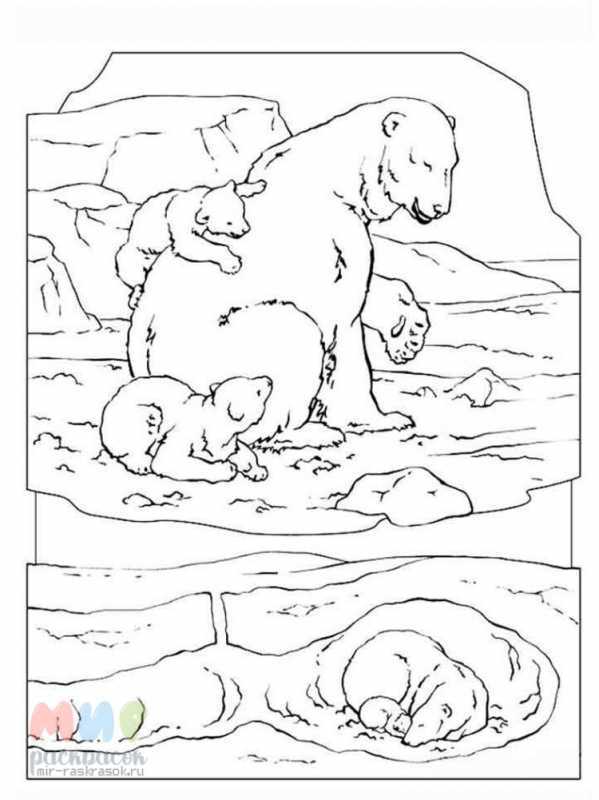 Раскраски животных Арктики