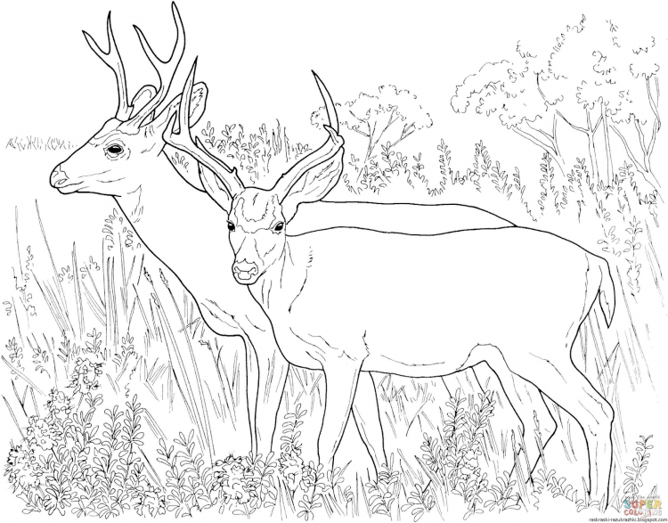 Рождественский олень раскраска