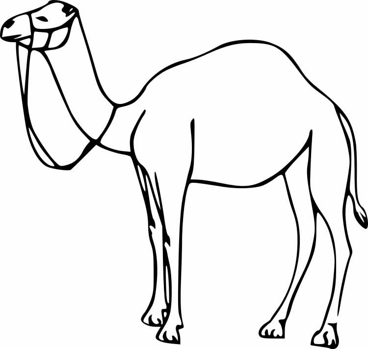 Верблюд мультяшная