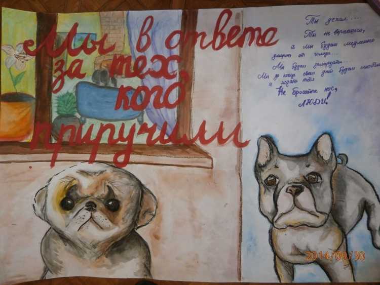 Плакат о бездомных животных