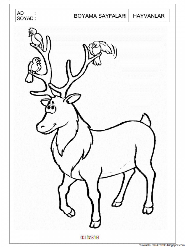 Олень раскраска