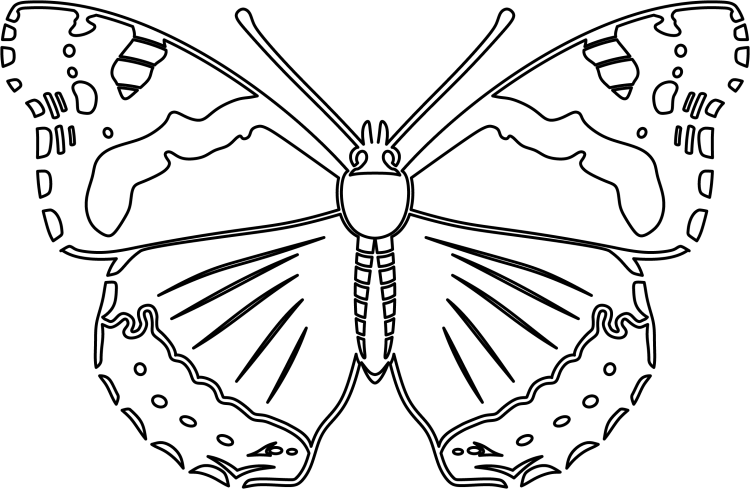 Бабочка Адмирал раскраска