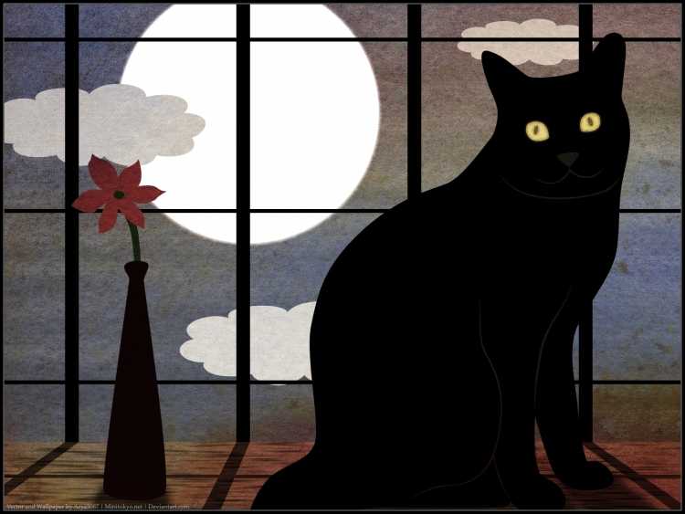 Черный кот на окне