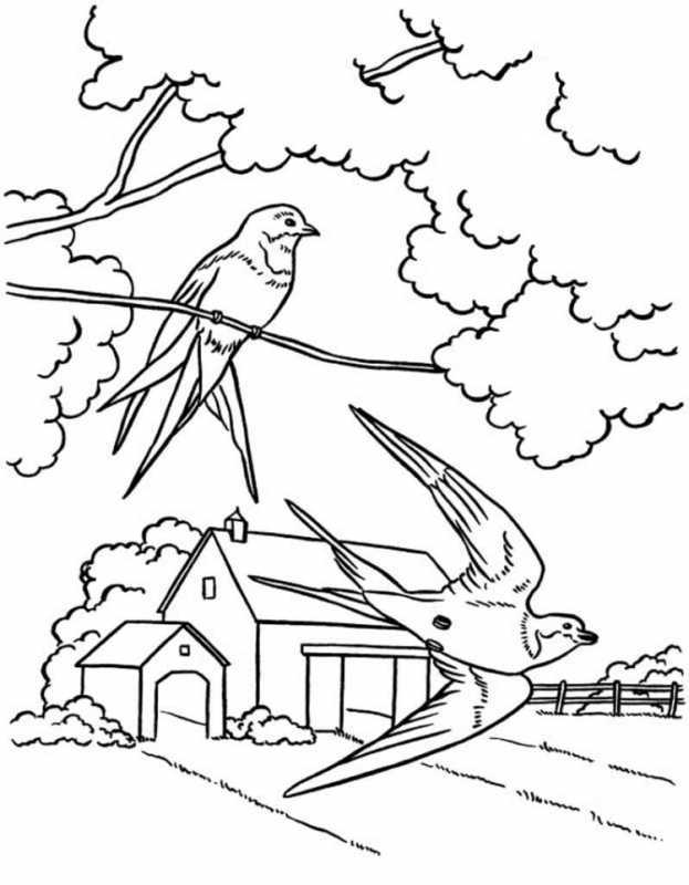 Ласточка раскраска для детей
