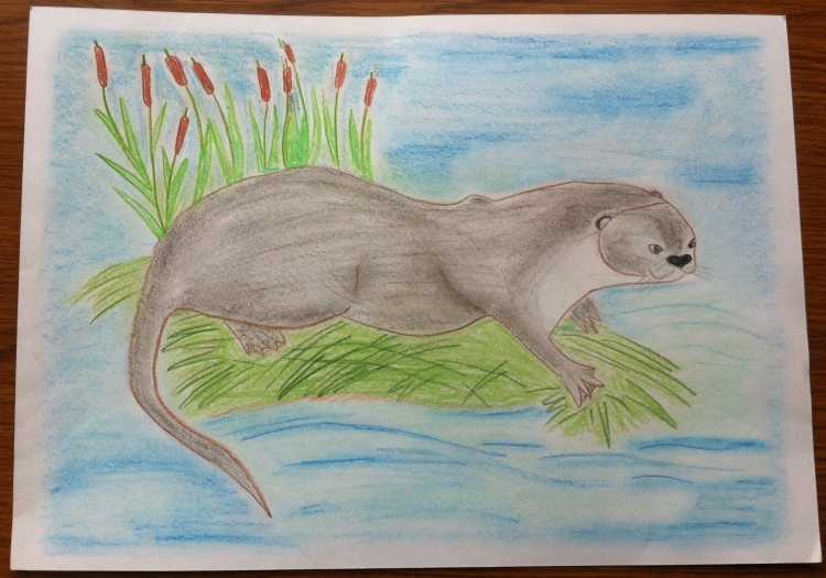 Животные из красной книги рисунки