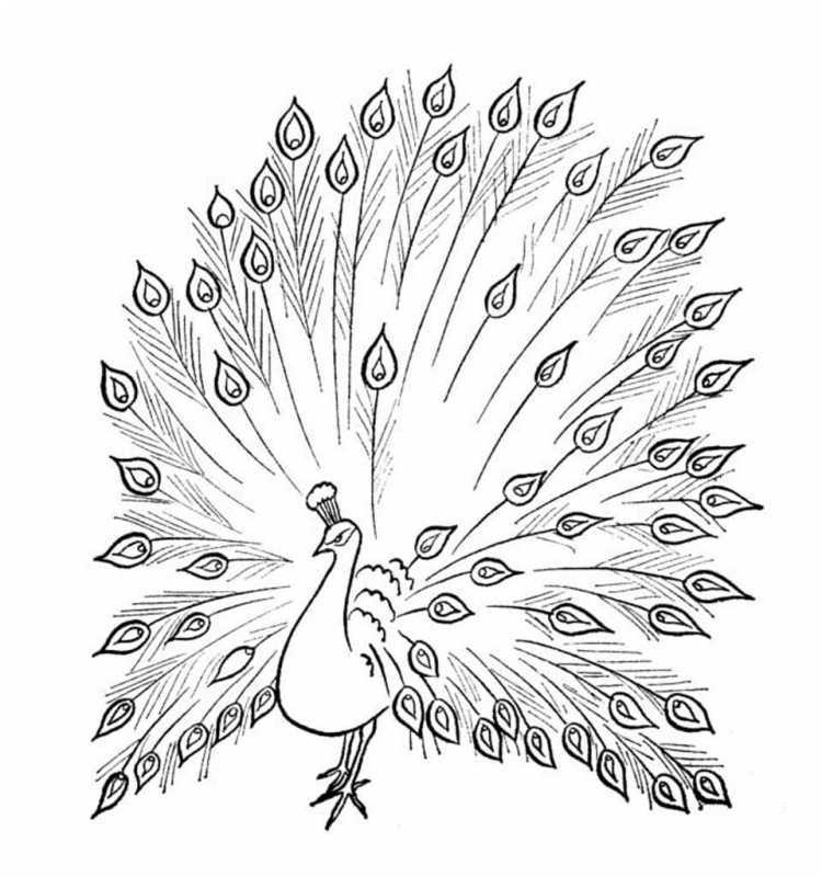 Птицы. Раскраска