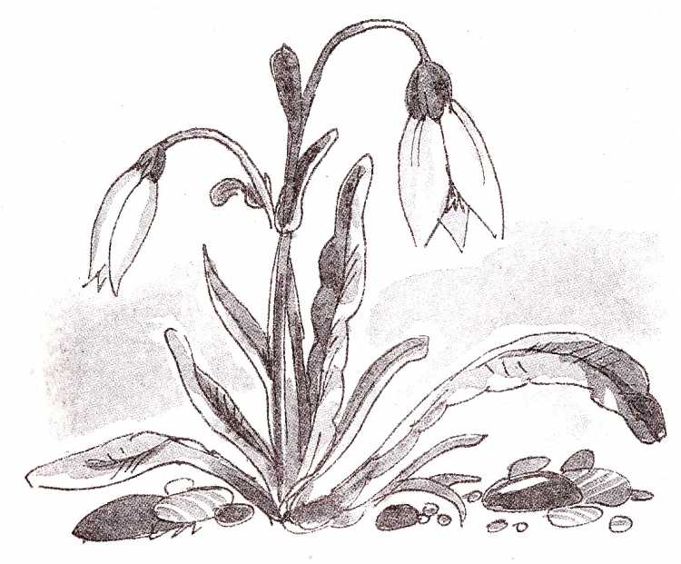 Подснежник карточка для детей