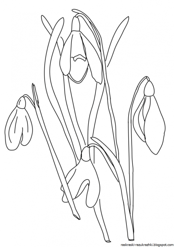 Подснежник раскраска