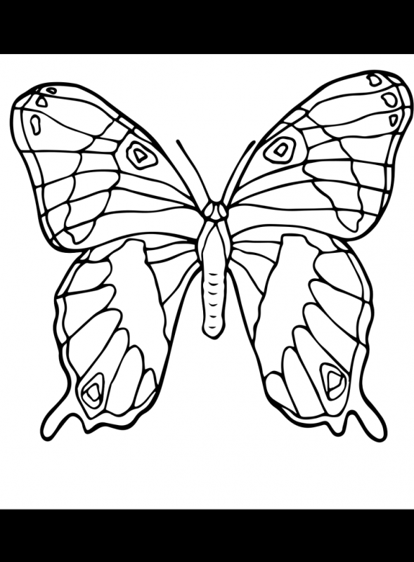 Бабочка симметрия