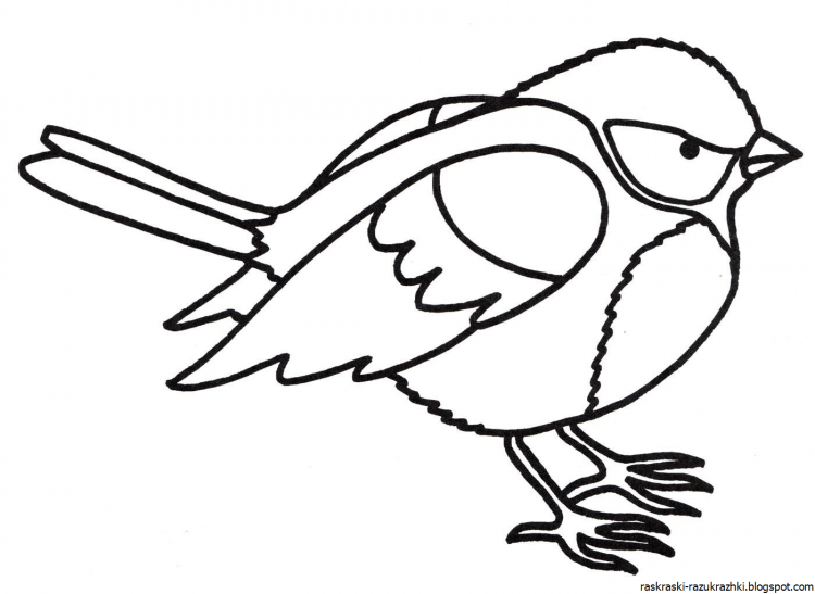 Снегирь на елке раскраска