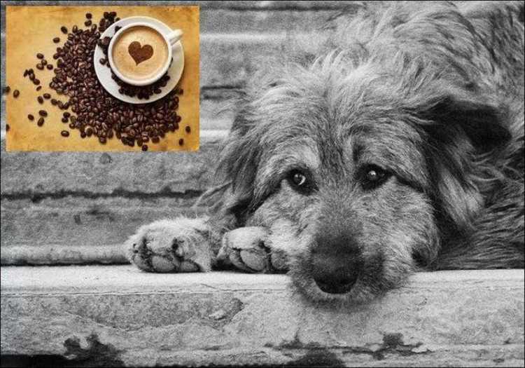 Картины бездомных животных