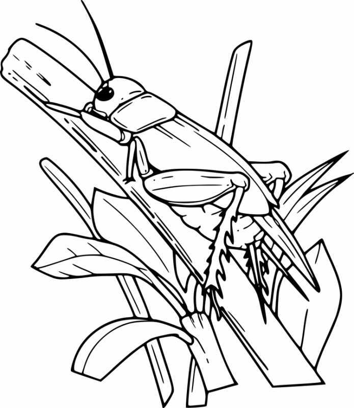 Божья коровка раскраска