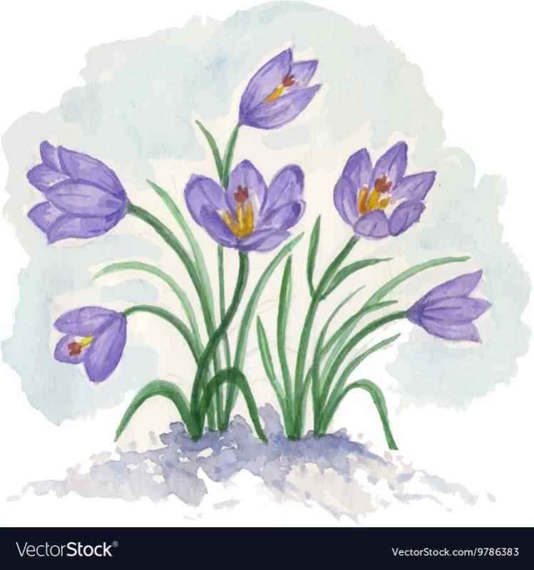 Подснежники на белом фоне