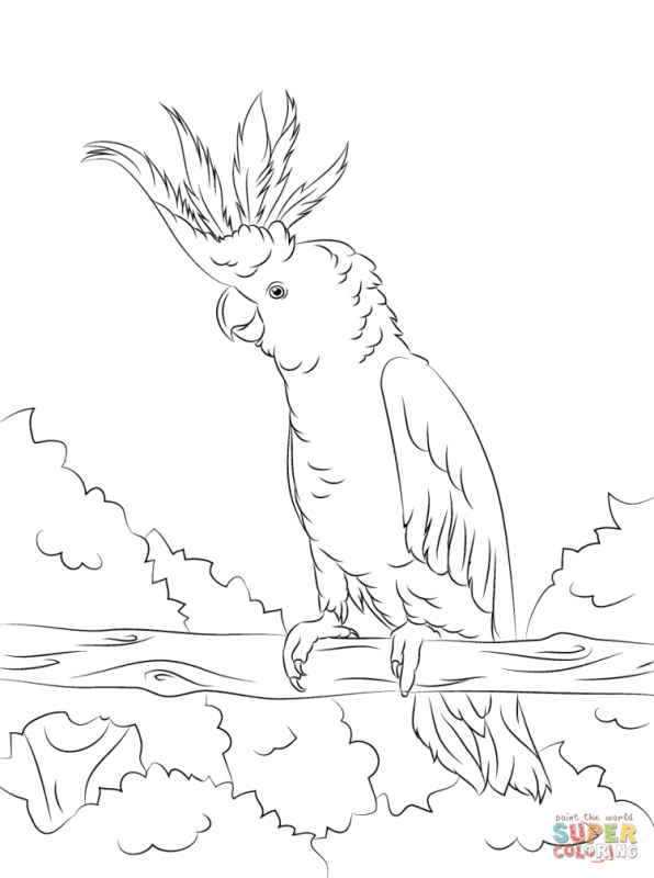 Трафарет попугая для детской аппликации