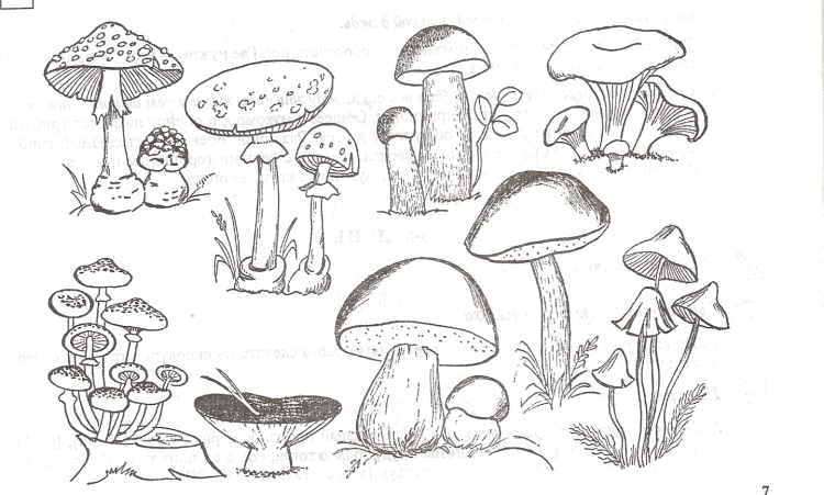 Раскраска гриб бледная поганка