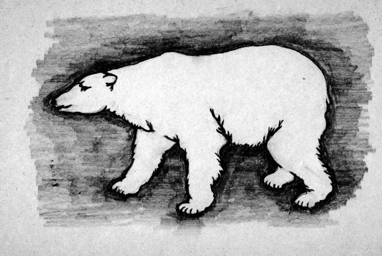 Белый медведь рисунок