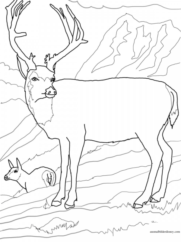 Раскраски животных олени