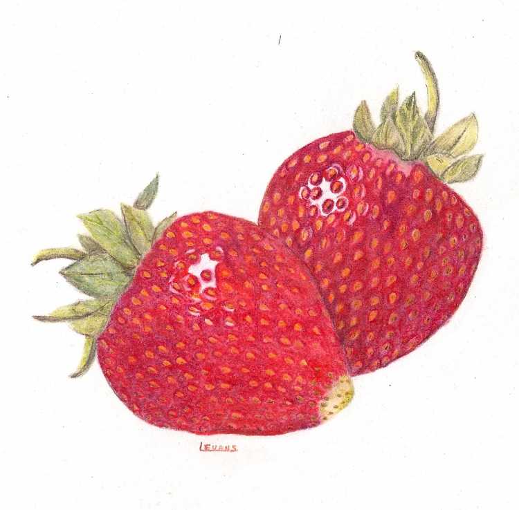 Земляника цветными карандашами