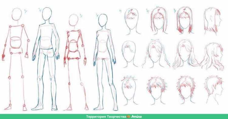 Анатомия человека для рисования для начинающих