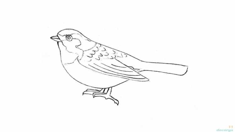 Воробей рисунок карандашом