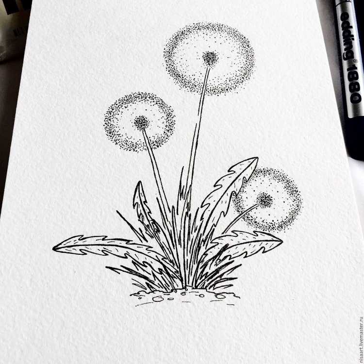 Набросок одуванчика