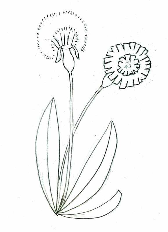 Листья одуванчика