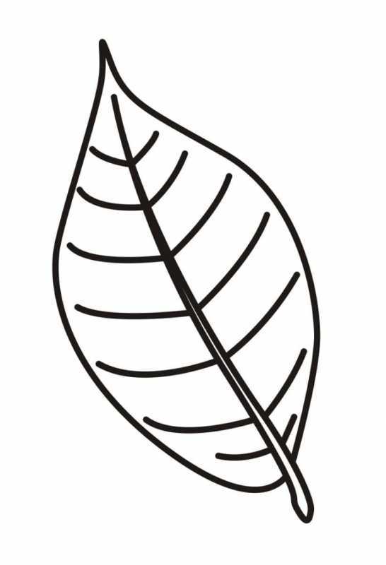 Осенние листья