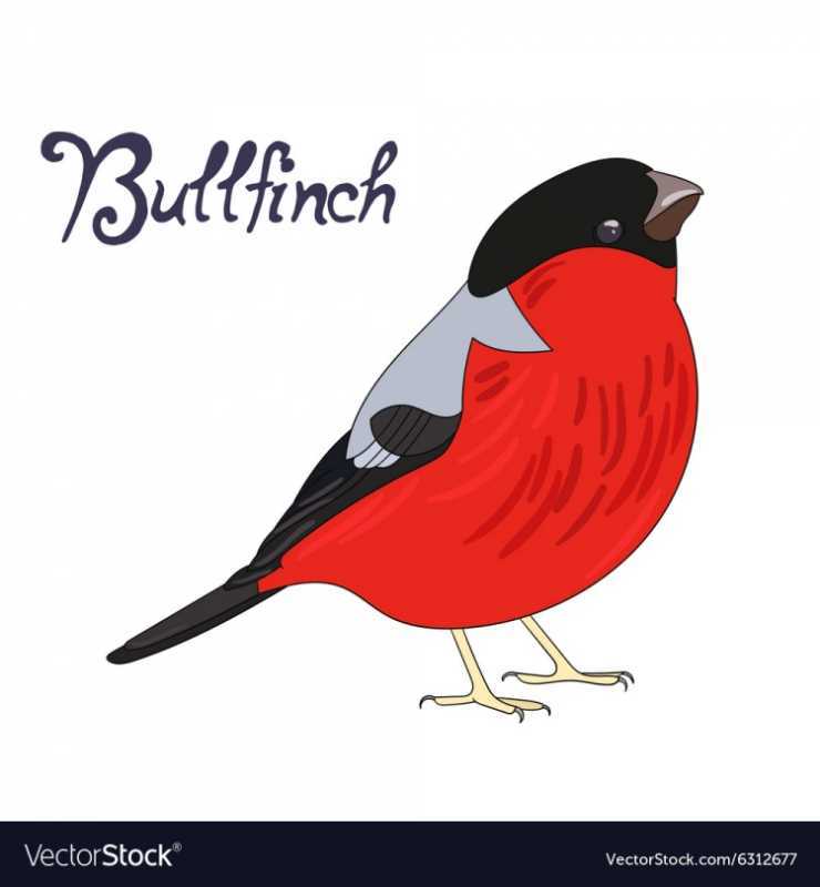 Большая синица раскраска