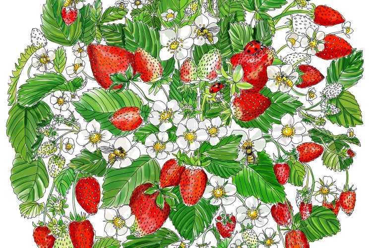 Клубничный куст