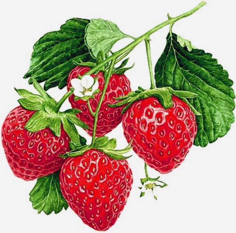 Клубника на ветке