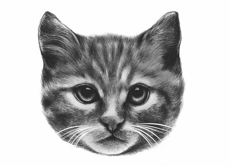 Эскиз мордочки кошки