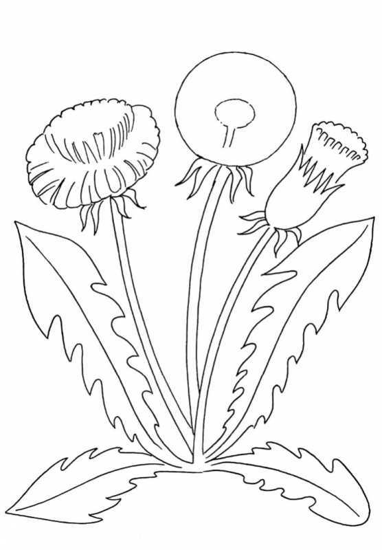 Одуванчик трафарет